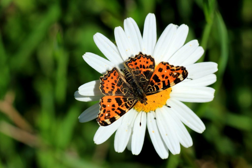Biomasse auf Ökoflächen um 260 Prozent höher