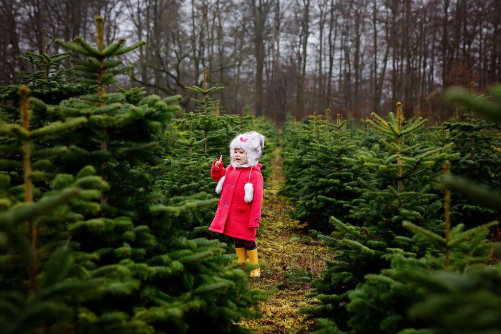 Wir wünschen klimafreundliche Weihnachten!