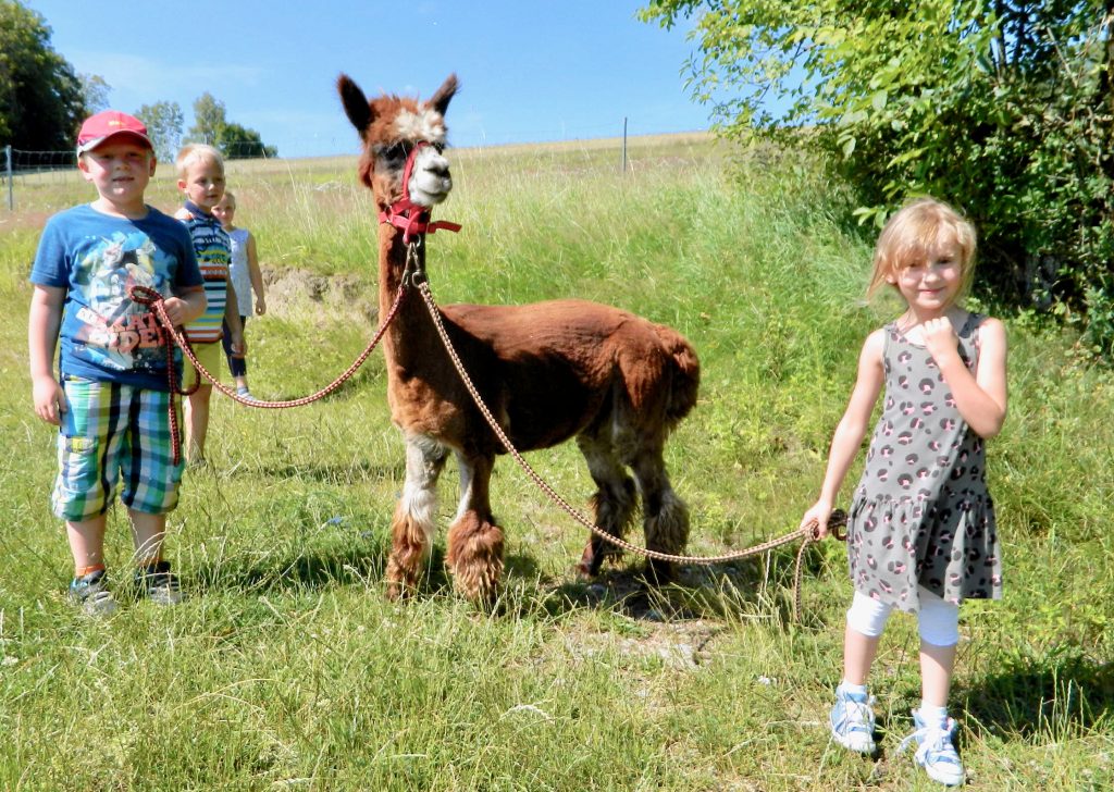 Anden-Kamele erobern den Bayerwald