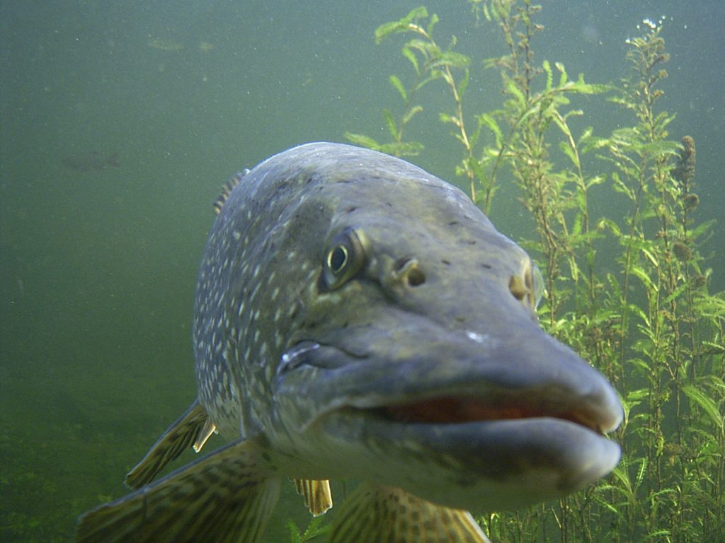 Wildpark Furth: Unter dem Eis den Hechten ins Maul schauen