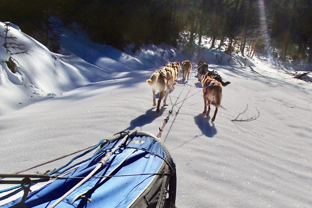 „Musher-Diplom“: Soweit die Pfoten tragen