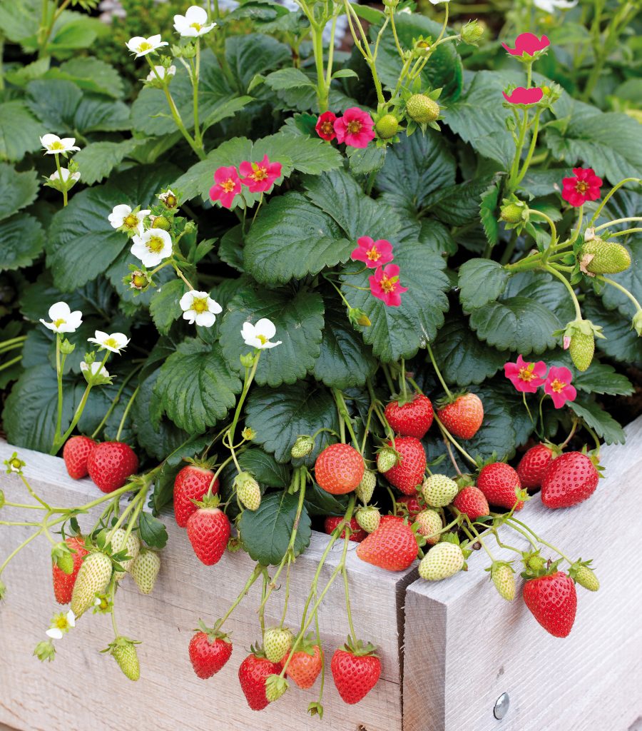 Garteln in Corona-Zeiten: Erdbeerprinzessinnen Alba und Ruby
