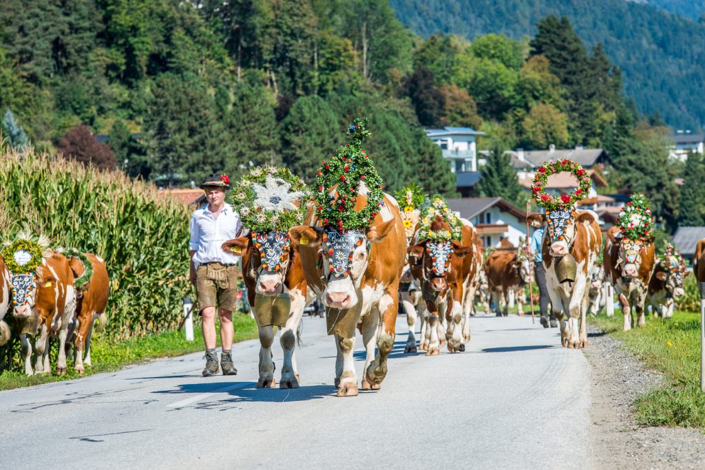 Wenn im Karwendel die Kühe kommen