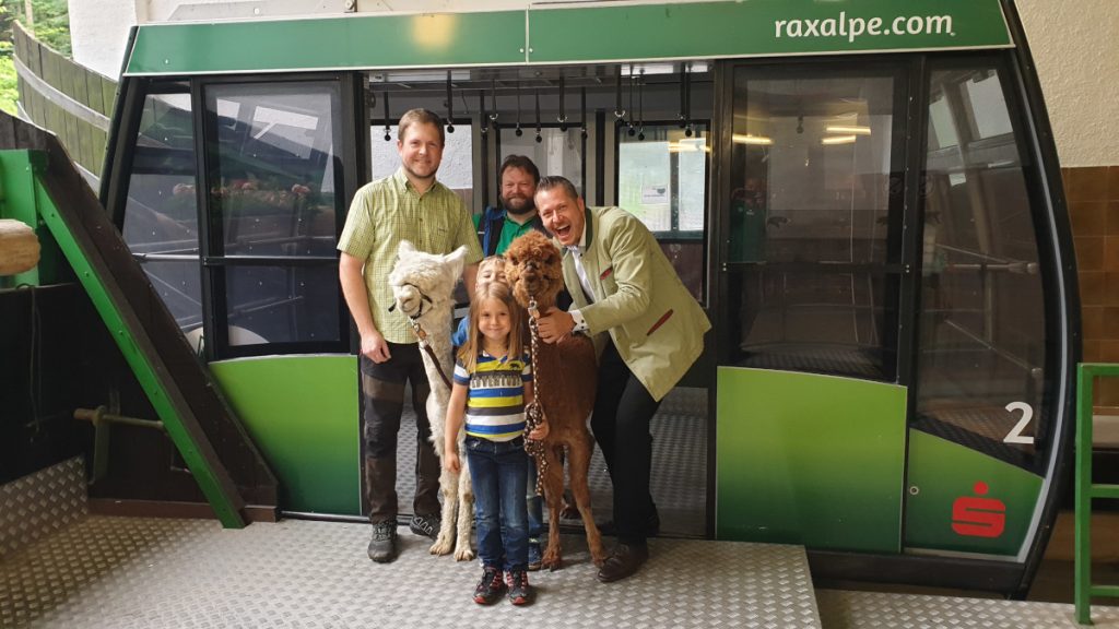 Für den Kindertag auf der Rax: Alpakas fahren Seilbahn