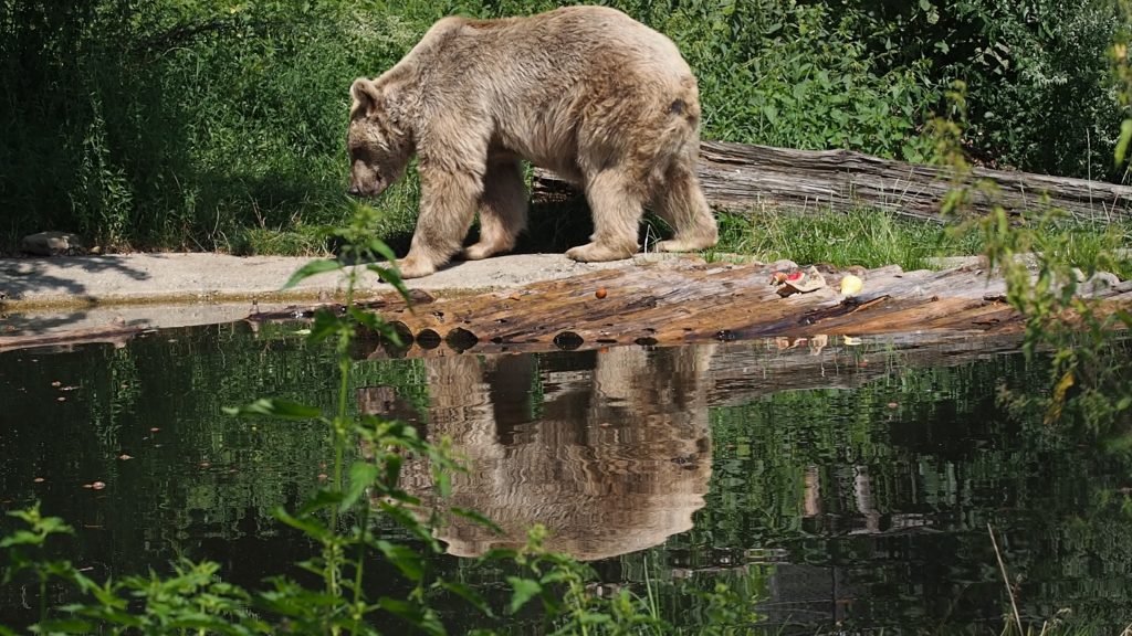 Bärenwald Arbesbach – Ausflugsziel für die ganze Familie