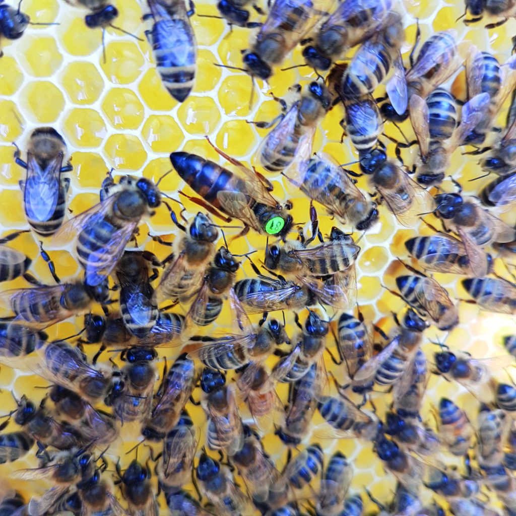 „Die Biene ist ein beliebtes Tier“