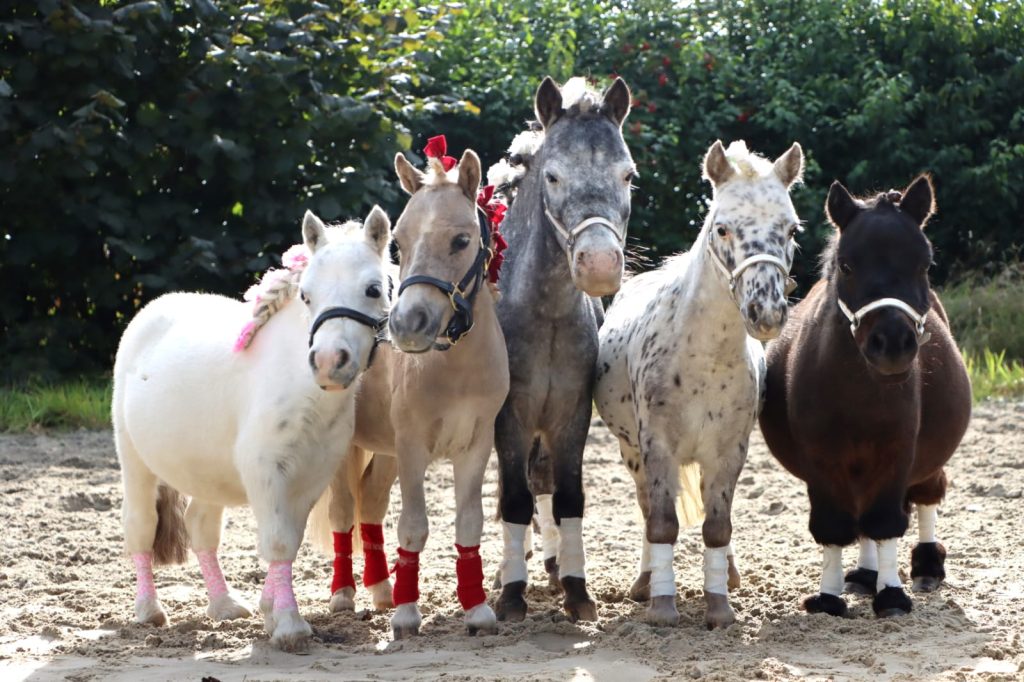 Einfühlsame Helfer für mehr Selbstvertrauen