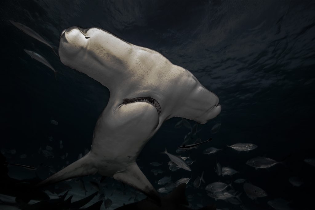 Hai-Alarm in Simmering