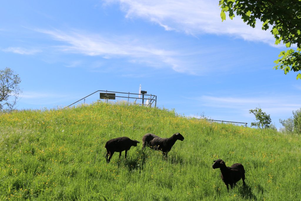 DIE GARTEN TULLN sucht Namen für Schafe