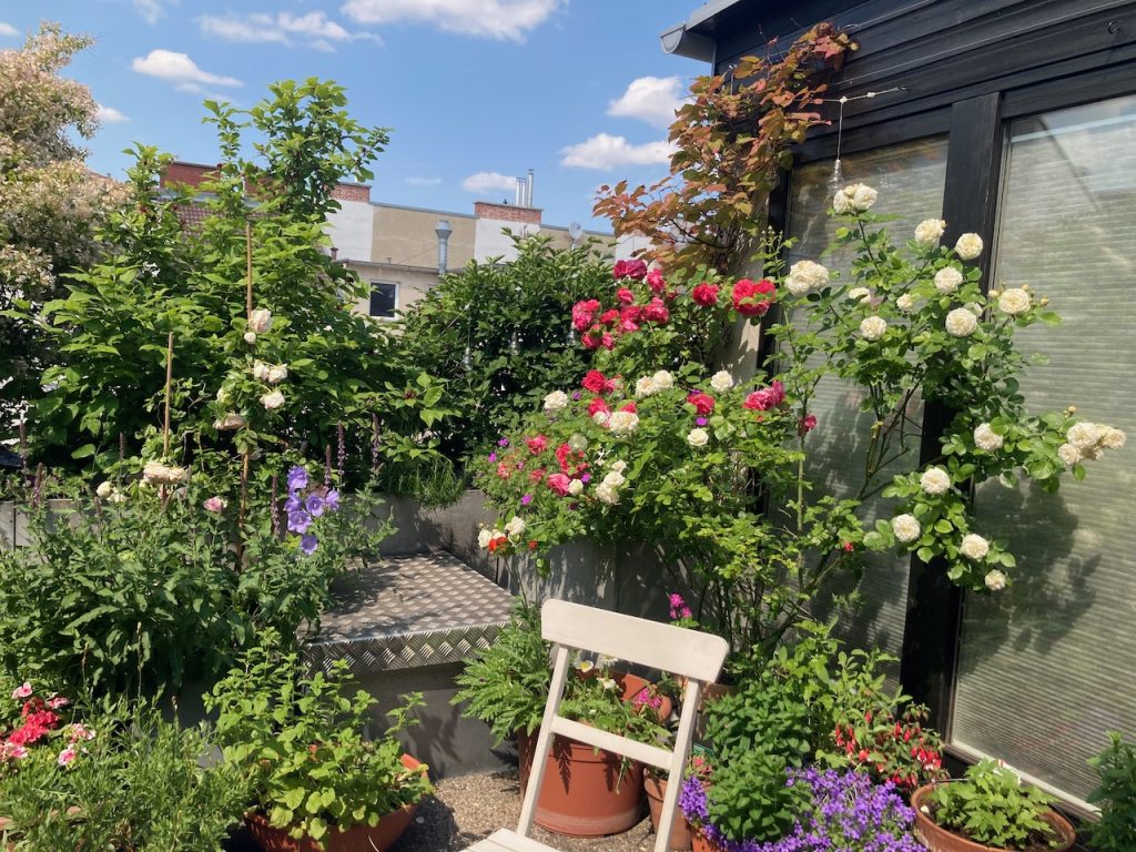Fotowettbewerb „Blühendes Zuhause“ – Auf die Blumen, fertig, los!