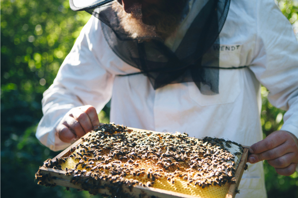Hektar Nektar lässt die Bienen summen