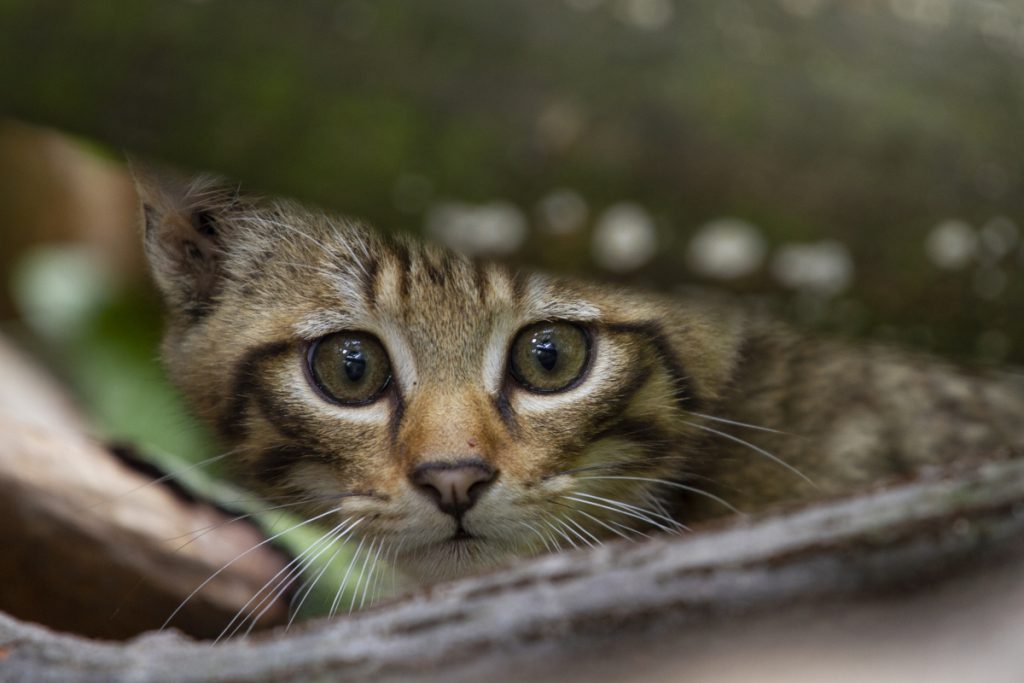 Online LIVE dabei sein: Das geheime Leben der Wildkatzen – Buchpräsentation