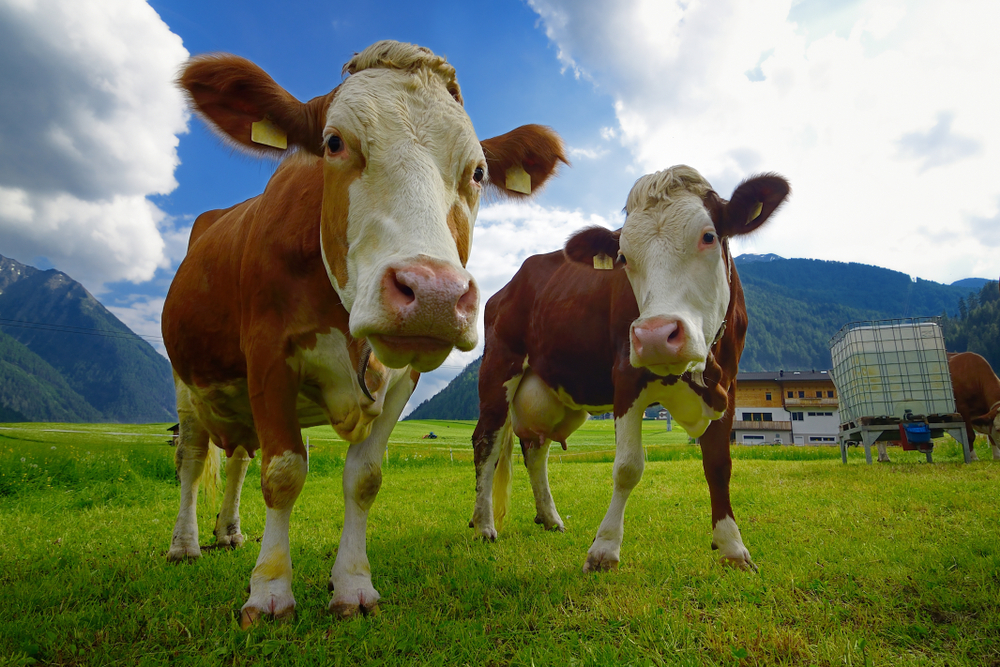 Verpflichtende Herkunftskennzeichnung als notwendige Entscheidungshilfe