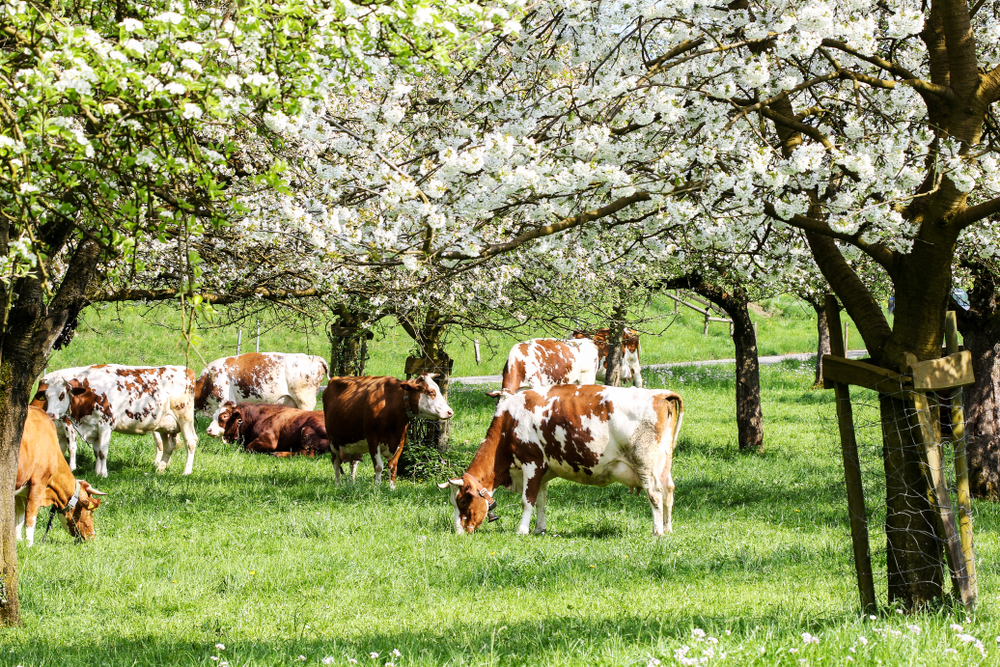 Tierschutz-Volksbegehren: Herkunftskennzeichnung zur Verhinderung von Tierleid