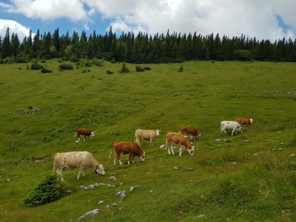 Tipps für sichere Almwanderungen