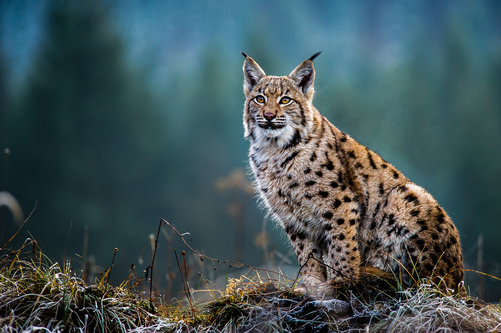 Luchs-Trail verbindet drei Naturschutzgebiete
