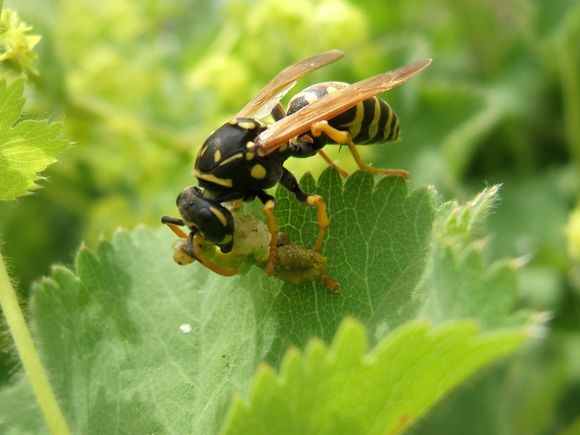DIE UMWELTBERATUNG: Wespen von ihrer nützlichen Seite