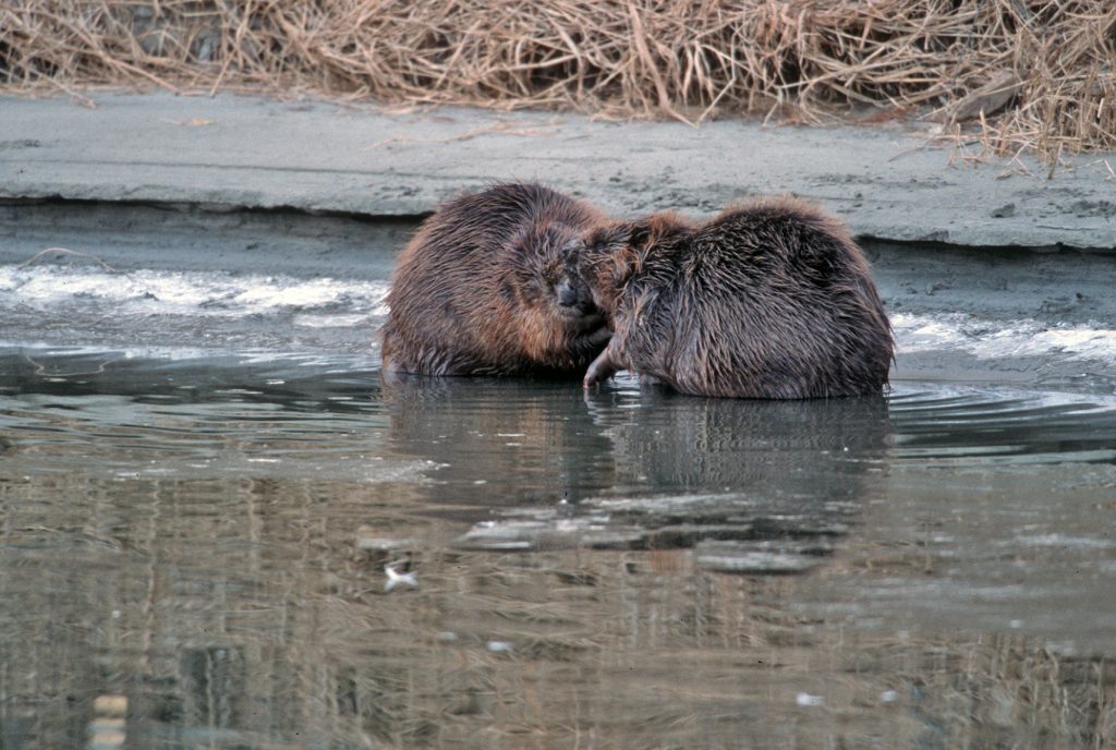 Die Winterführungen durch den Nationalpark Donau-Auen starten