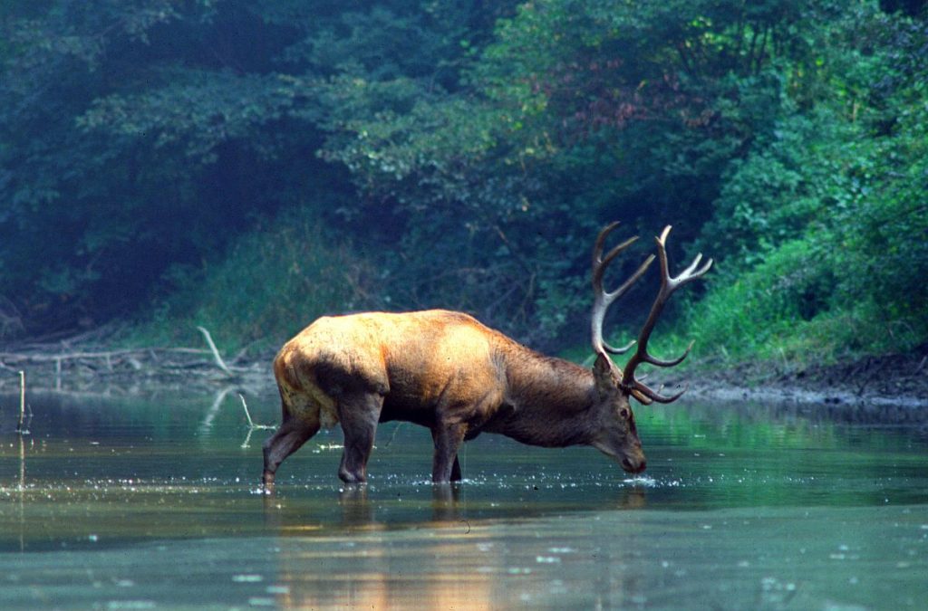 Neue Kampagne im Nationalpark Donau-Auen regt zum Nachdenken an