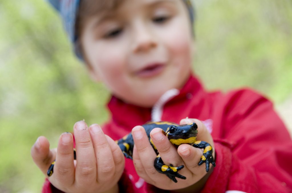 Feuersalamander & Co – der Schulwettbewerb