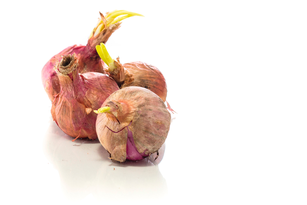 Unser Essen – viel zu wertvoll für den Müll!