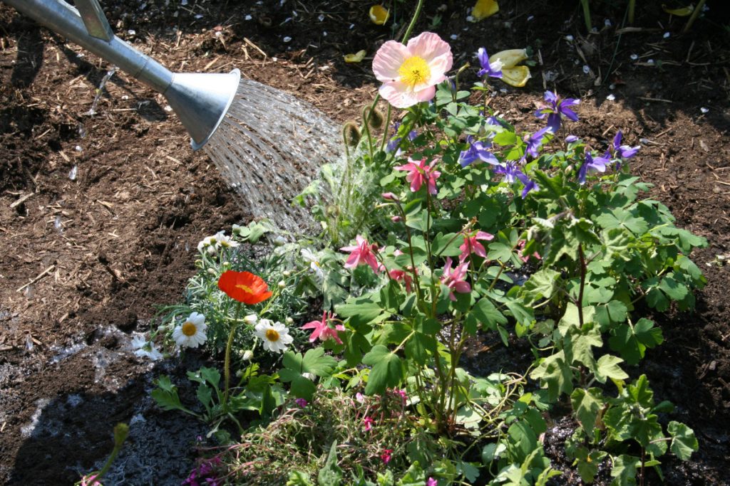 Natur im Garten-Tipp: Richtig gießen spart Wasser und Arbeit
