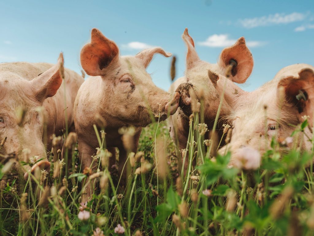 ÖsterreicherInnen ist Tierwohl beim Fleischkauf wichtig