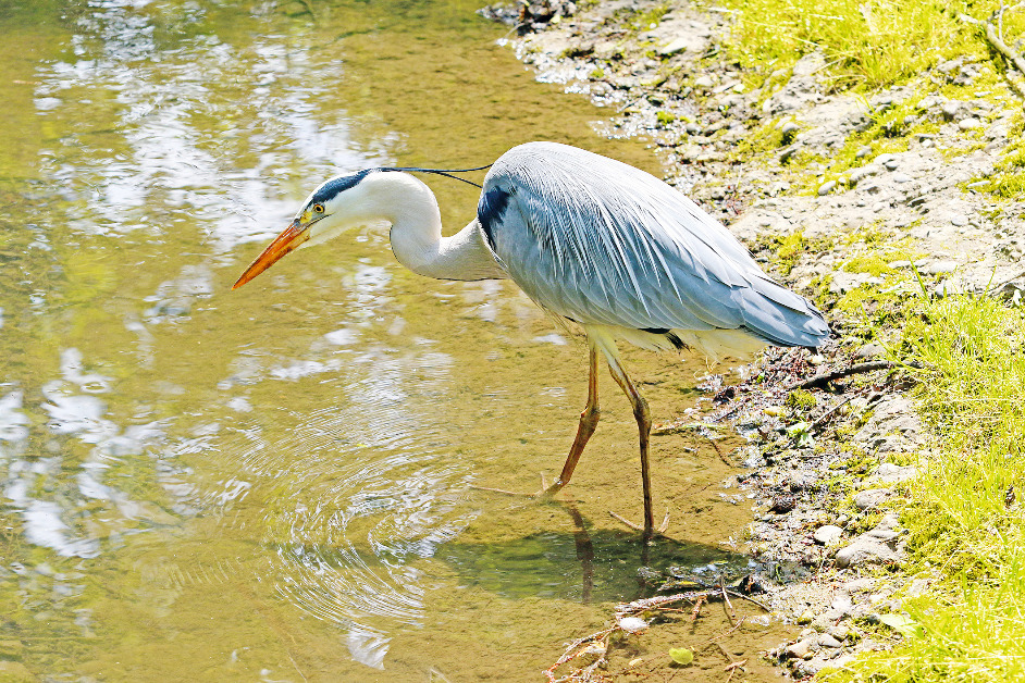 Wer lebt im Teich? – Sachwissen für Kinder