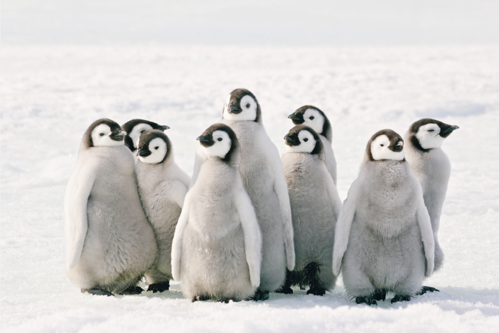 Die Natur in der Hauptrolle