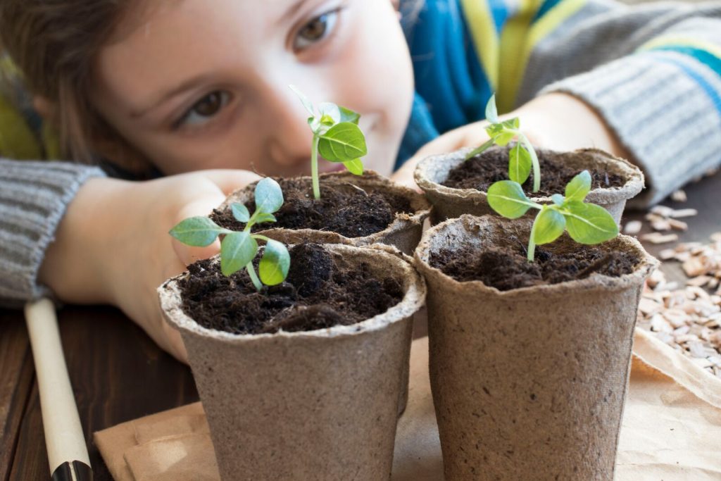 Mein Gemüsebeet für zuhause