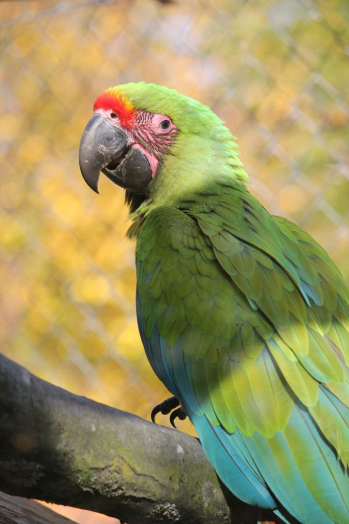 ARAncini begleitet in der Tierwelt Herberstein durch das exotische Tierpark-Jahr!